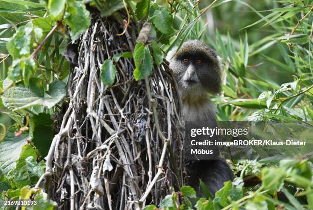 Cercopithecini 12 Cercopithecini Stock Photos, High-Res Pictures, and Images - Getty ...