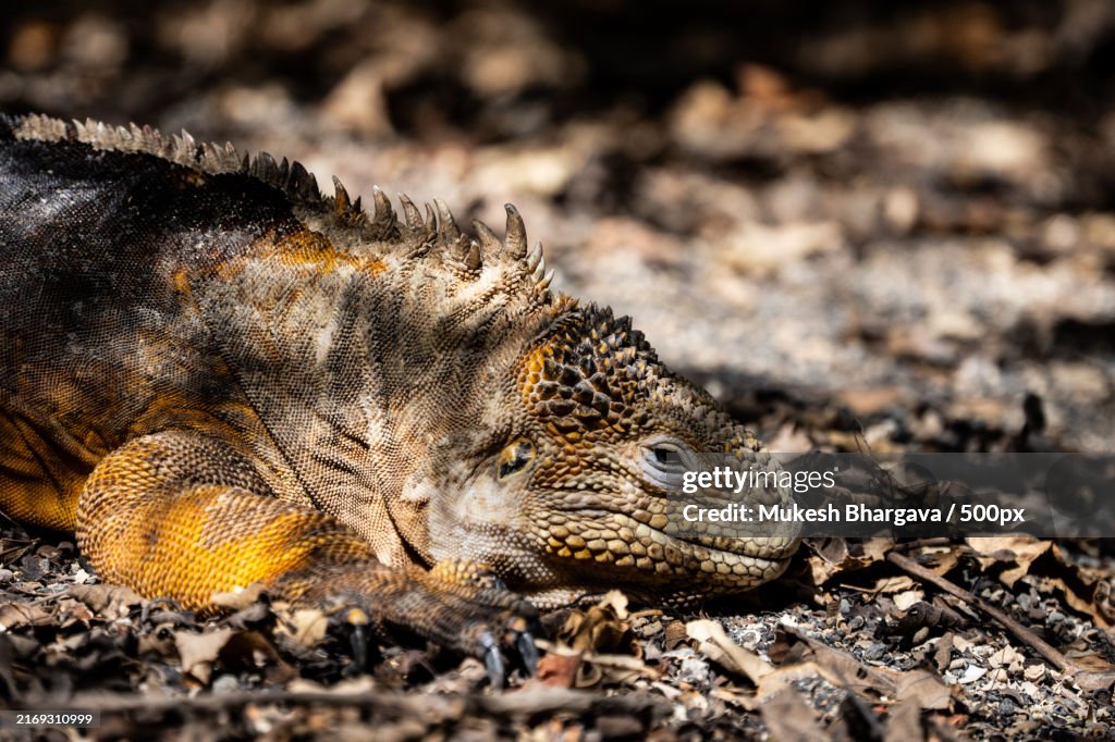 Close-up of galapagos land marine iguana on field,Ecuador