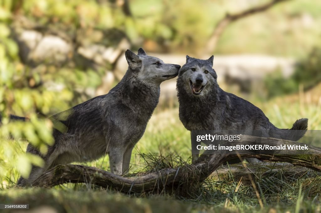 Timberwolf, American wolf (Canis lupus occidentalis), Two wolves in the forest