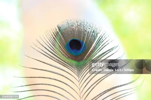 a peacock feather - peacock feather stock pictures, royalty-free photos & images