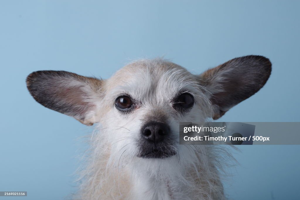Portrait of dog against blue background,Savannah,Georgia