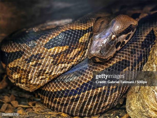 852 Burmese Python Stock Photos, High-Res Pictures, and Images - Getty ...
