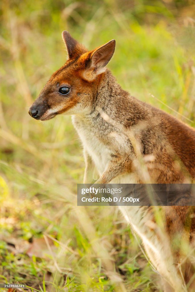 Close-up of fox standing on field,Australia