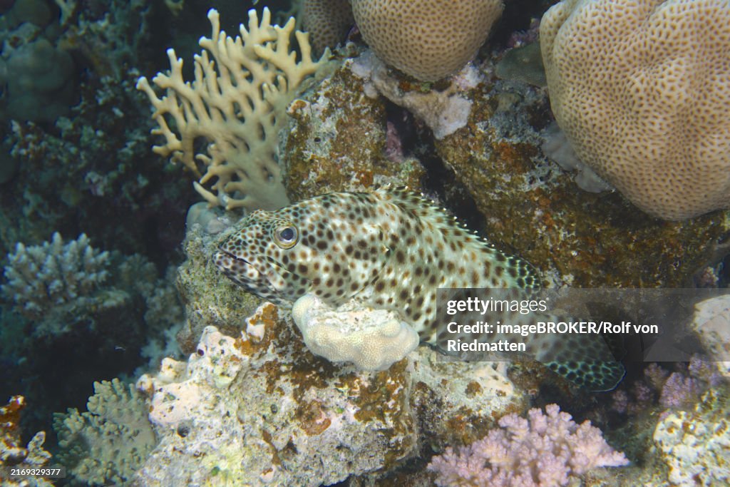 Greasy grouper (Epinephelus tauvina) in front of stony corals, House Reef dive site, Mangrove Bay, El Quesir, Red Sea