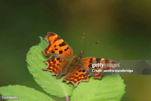Comma Pretty 855 Comma Pattern Stock Photos, High-Res Pictures, and Images - Getty ...