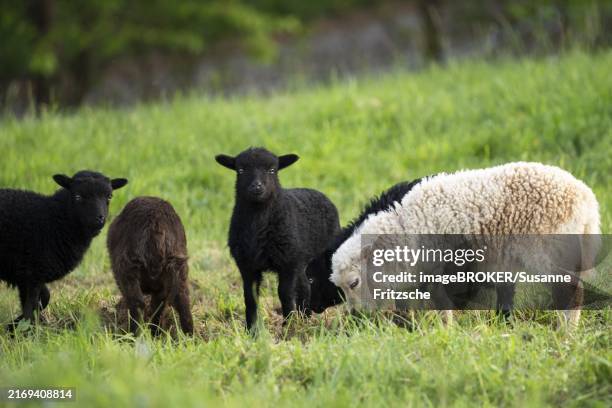 five lambs are standing in a meadow, three black, one brown and one white-brown. ouessant sheep (breton dwarf sheep) and ouessant sheep mix - lamb suckling stock pictures, royalty-free photos & images