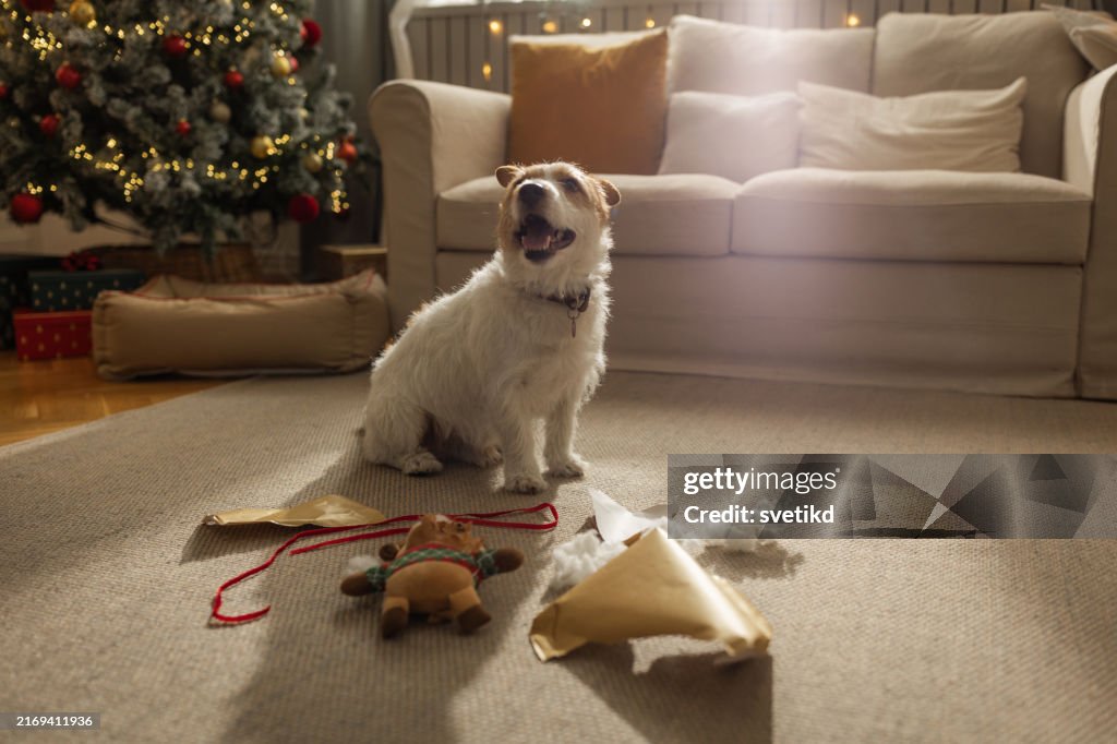 Christmas with pets