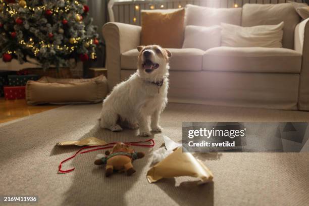 natale con animali domestici - gioco per animali domestici foto e immagini stock