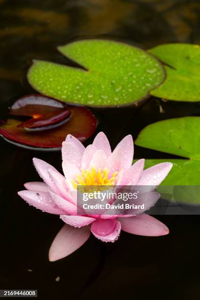 water lily in bloom - waterlelie stockfoto's en -beelden