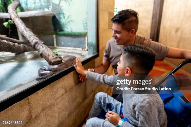 padre e hijo con discapacidad física mirando el acuario - reptil fotografías e imágenes de stock
