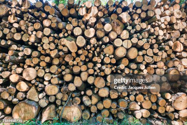 stack of sawn trees - vallée de chevreuse stock-fotos und bilder