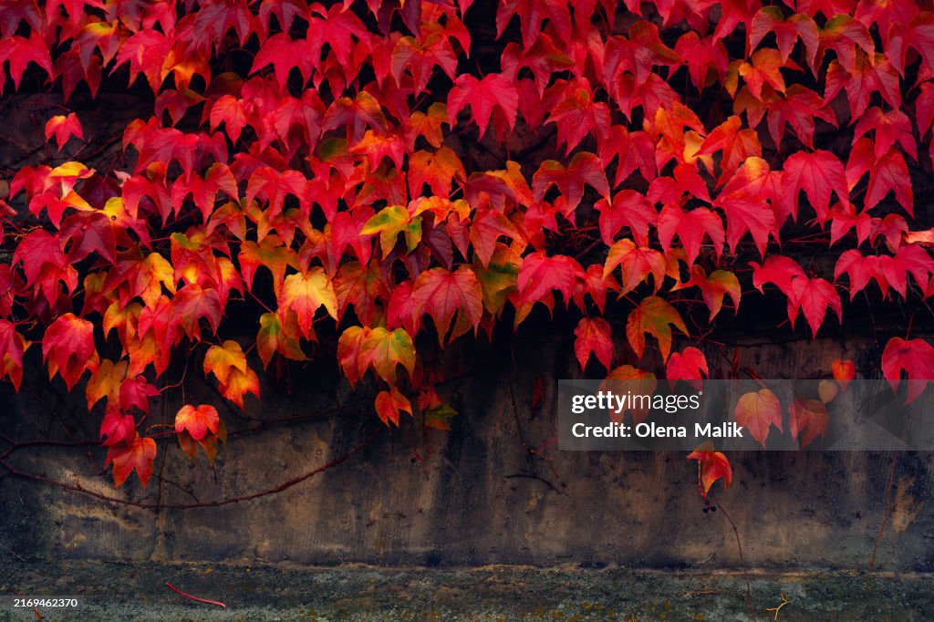 Background made of climbing red ivy on a brick wall