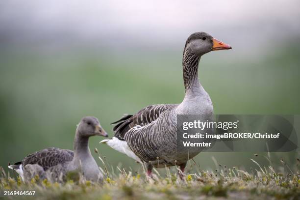 greylag goose (anser anser), adult and juvenile, texel island, north sea, north holland, netherlands - animal family stock pictures, royalty-free photos & images