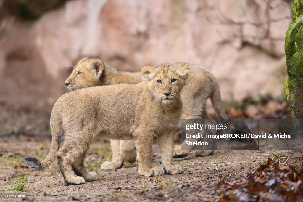 Two Asiatic lion (Panthera leo persica) cubs playing in the dessert, captive, habitat in India