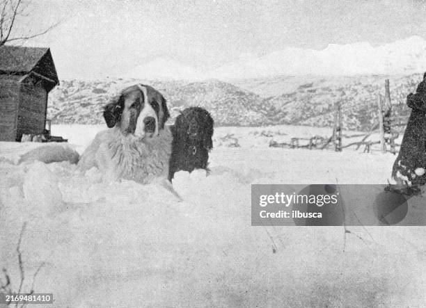 antikes foto: hund im schnee, utah - bernhardiner stock-grafiken, -clipart, -cartoons und -symbole