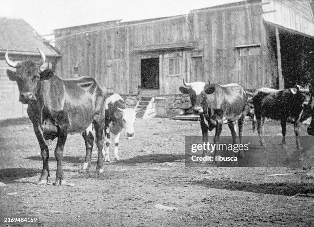 antique photograph: cattle - ranch stock illustrations