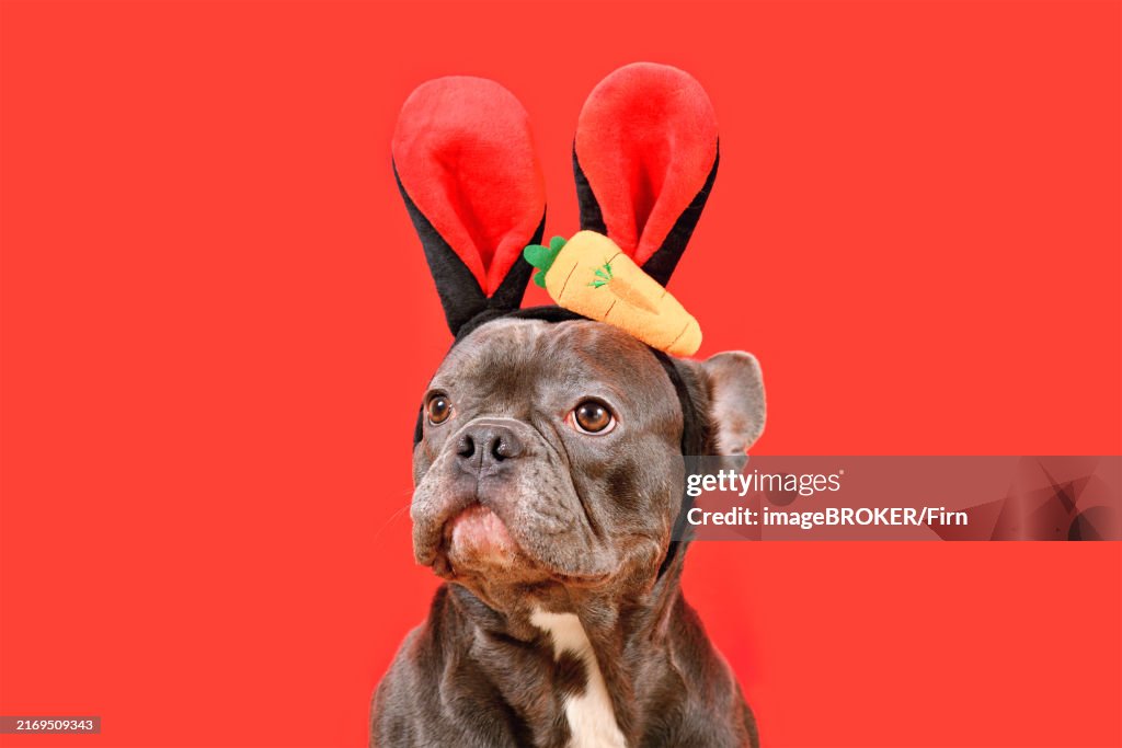 French Bulldog dog wearing Easter bunny costume eras with carrot on red background
