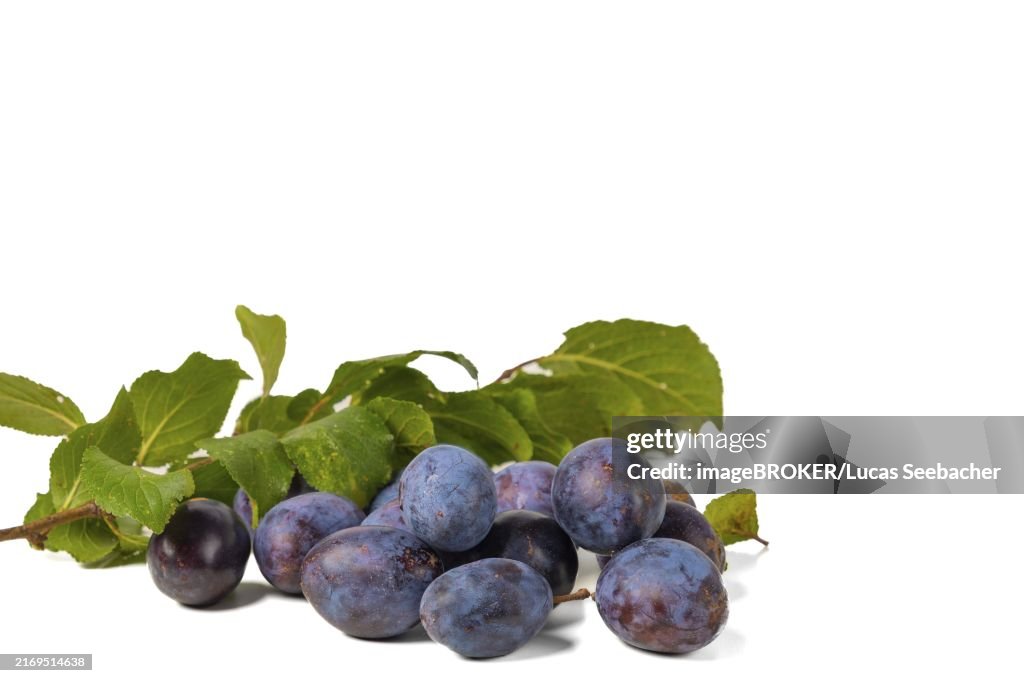 Several plums (Prunus domestica) with leaves, white background, copy space