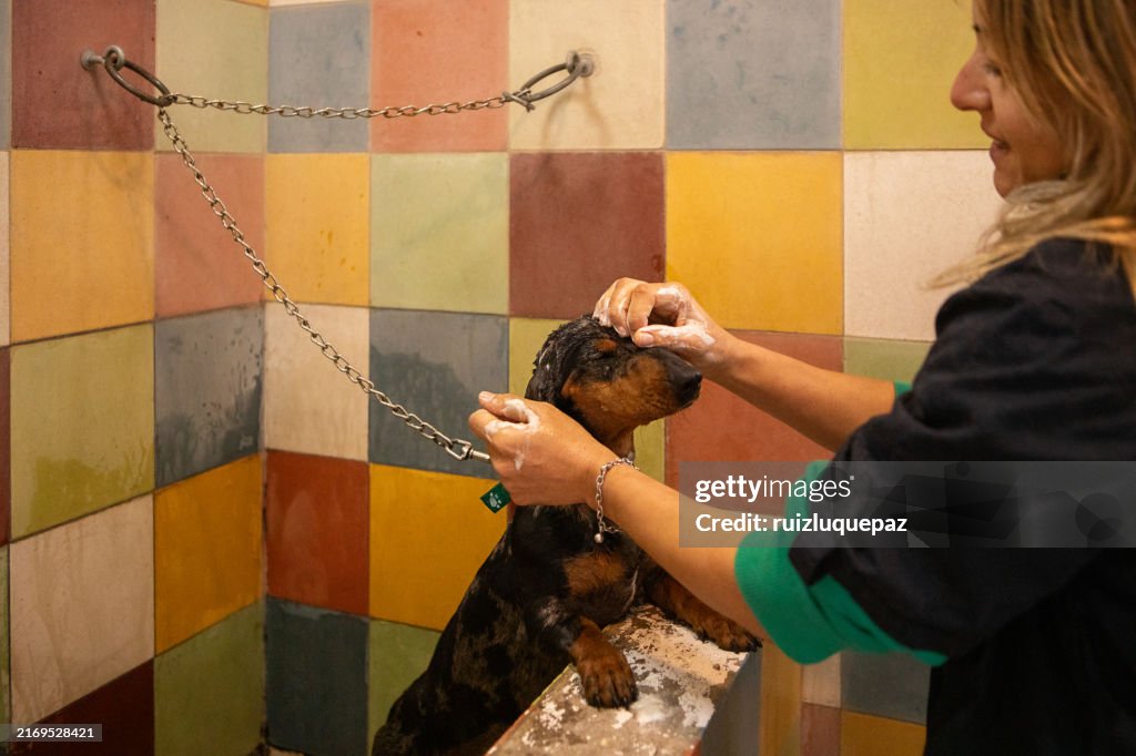 Veterinary doctor bathing and drying a dachshund in a veterinary clinic