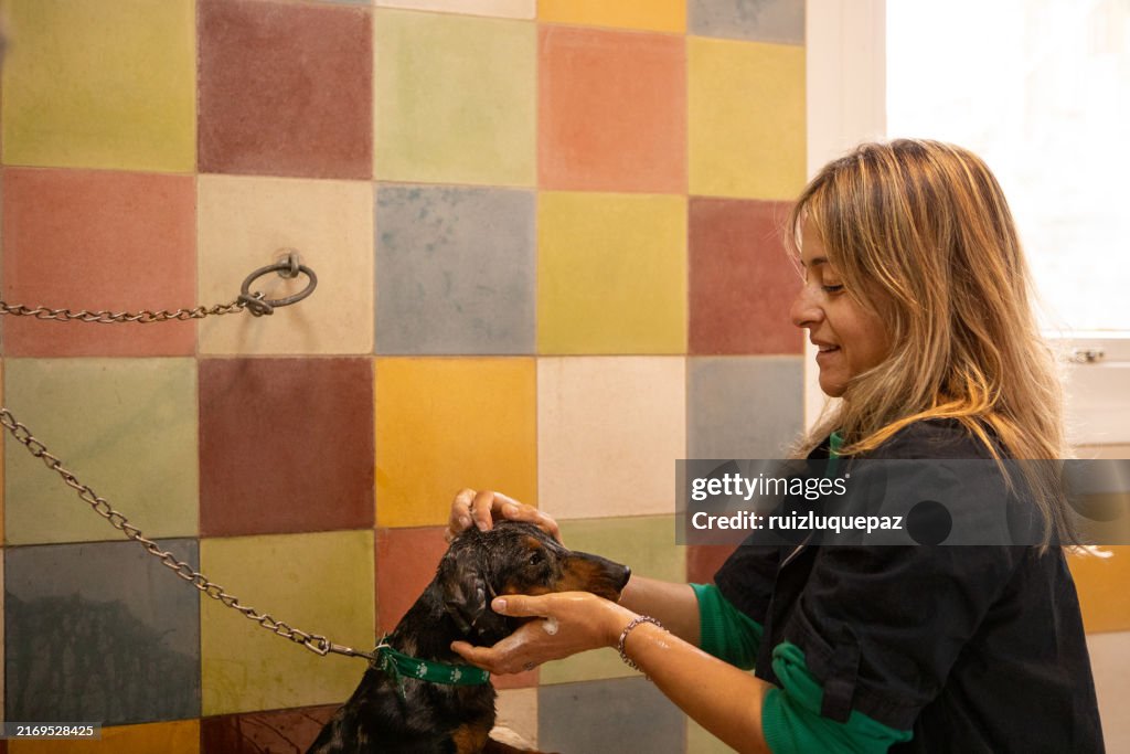 Veterinary doctor bathing and drying a dachshund in a veterinary clinic
