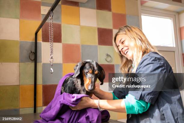veterinary doctor bathing and drying a dachshund in a veterinary clinic - pet grooming salon stock pictures, royalty-free photos & images