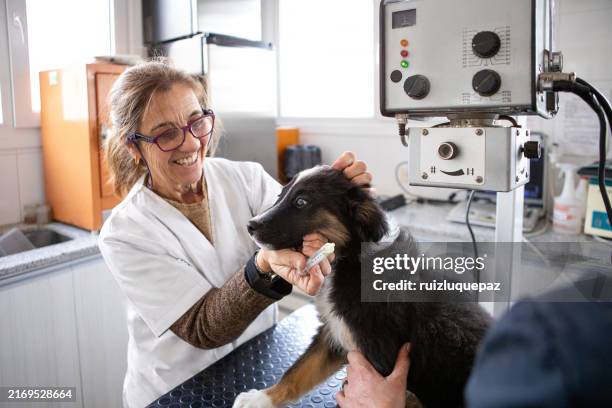 female veterinary doctor deworming a puppy dog in a veterinary clinic - deworming domestic animals stock pictures, royalty-free photos & images