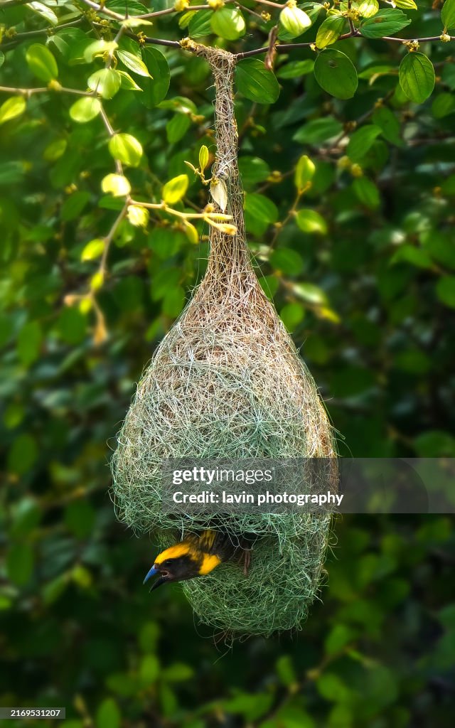 Baya Weaver Nest
