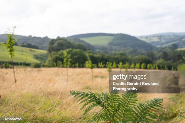 apple orchard - orchard heights stock pictures, royalty-free photos & images