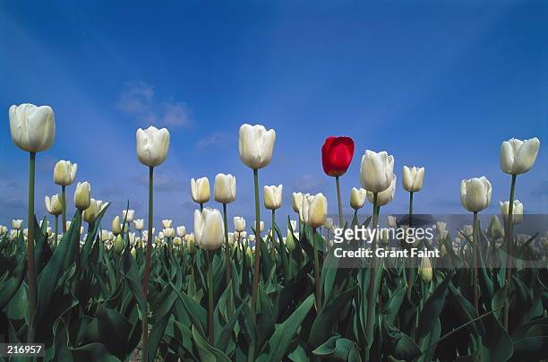 white tulips with one red tulip - standing out from the crowd flower stock pictures, royalty-free photos & images