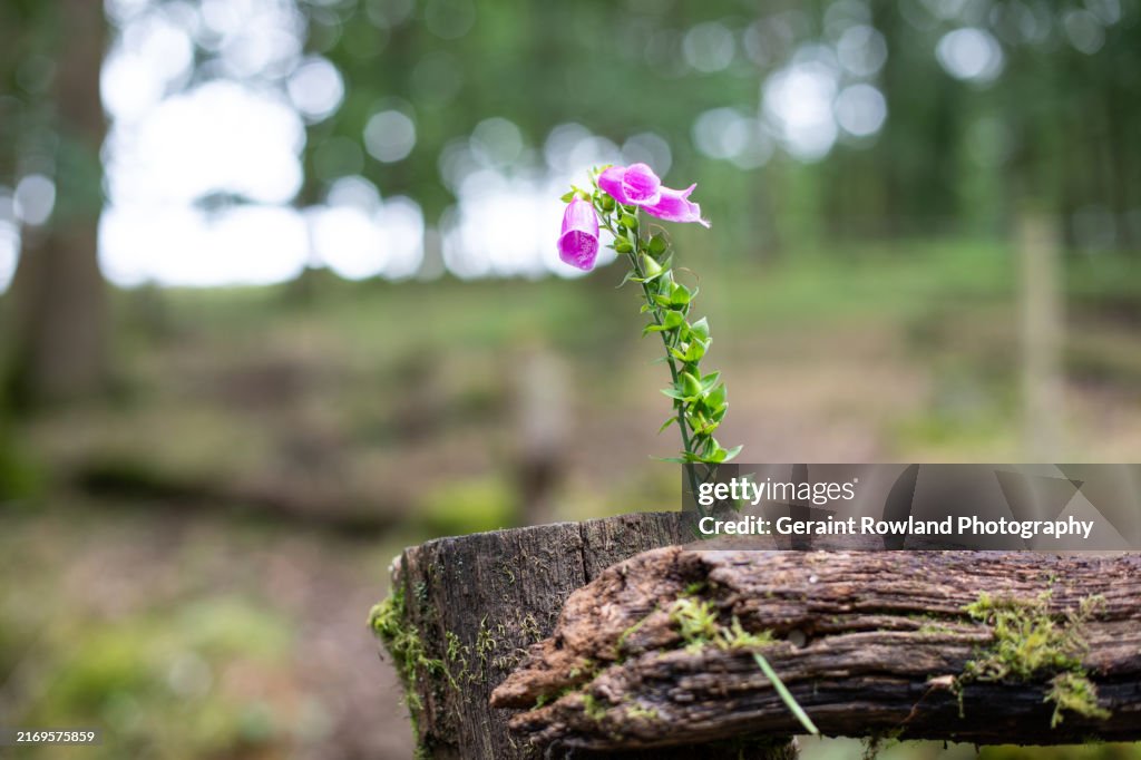 Foxglove Woodland Image