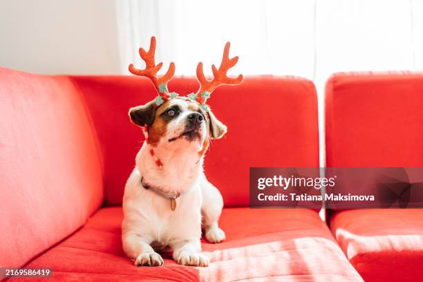 funny christmas dog jack russell terrier in deer antlers on red sofa in the living room. - antler stock pictures, royalty-free photos & images
