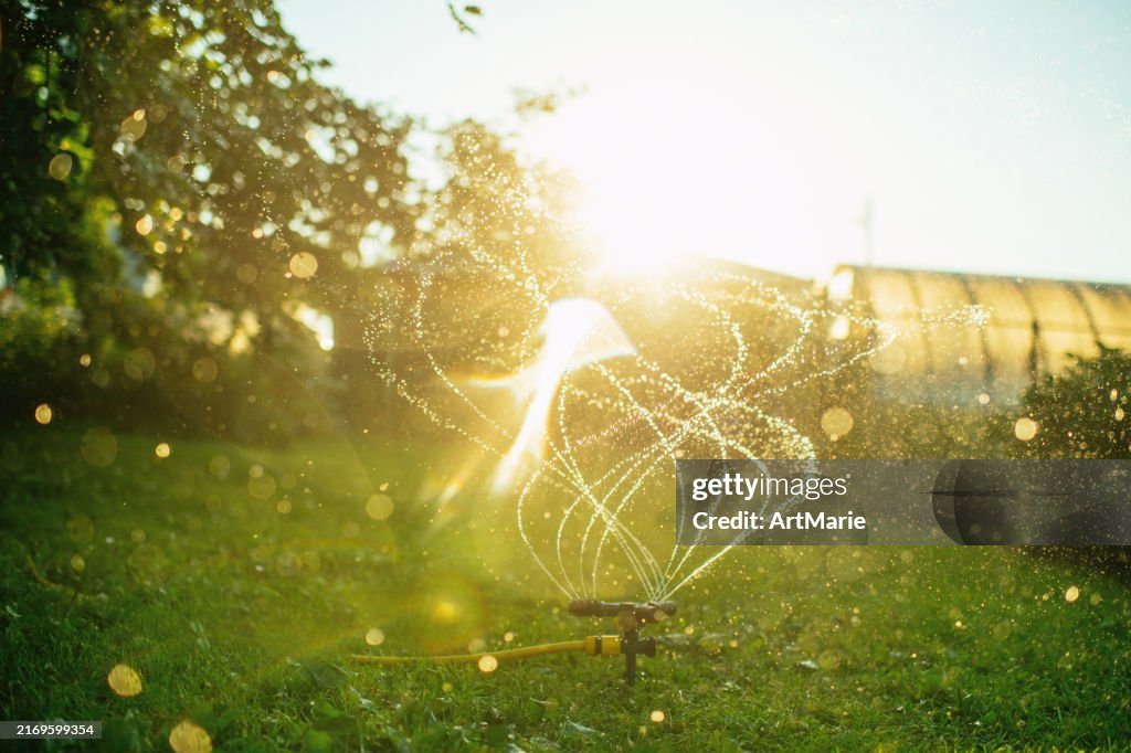 Sprinkler at back-yard in summer sunset