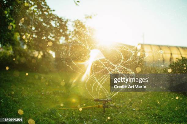 sprinkler at back-yard in summer sunset - automatic sprinklers stock pictures, royalty-free photos & images