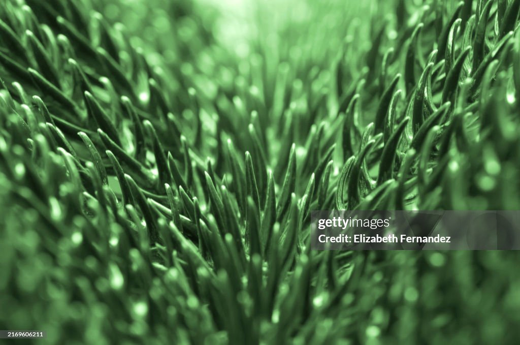 Extreme close-up of a Norfolk pine leaf.