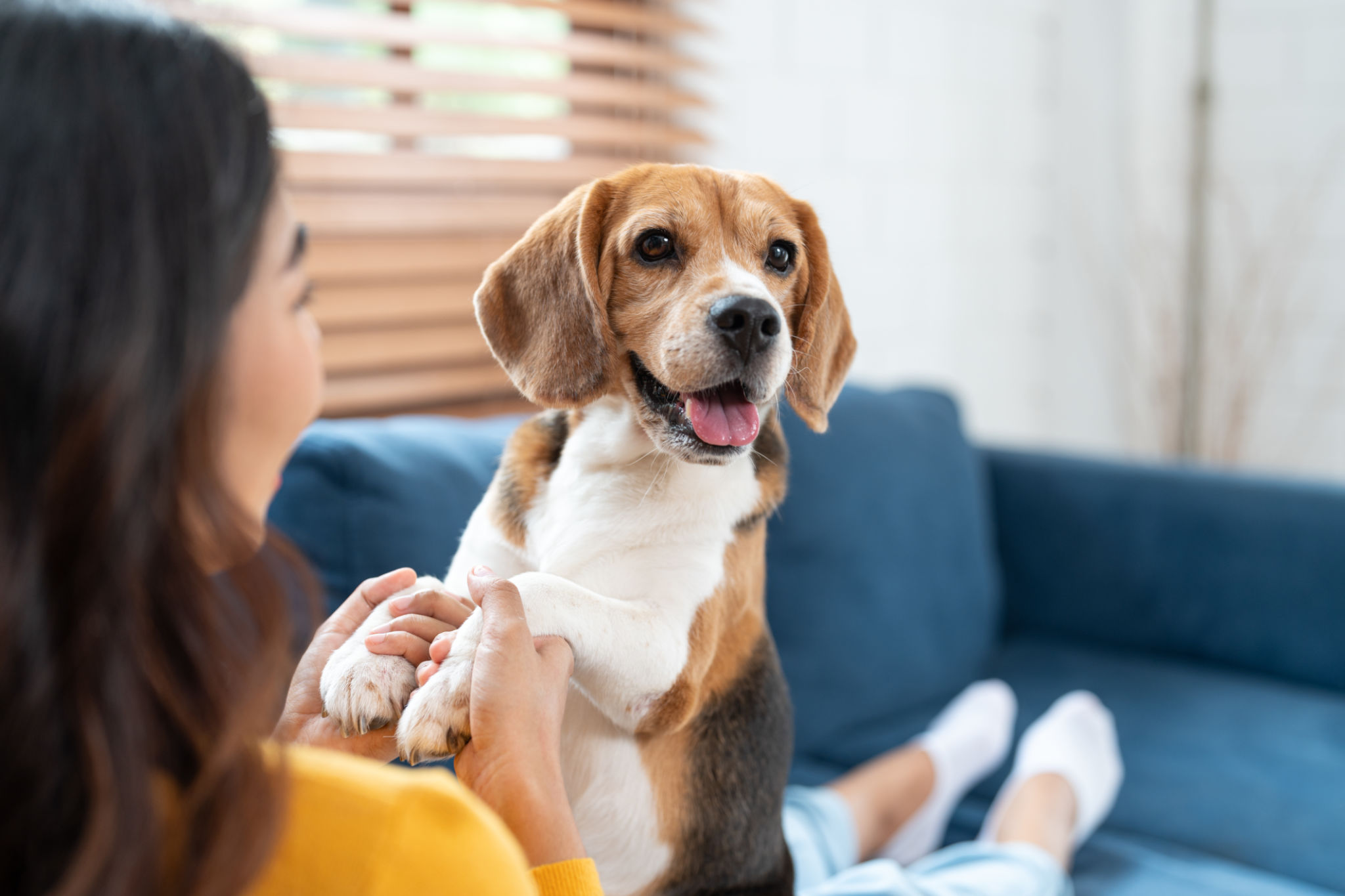happy pets