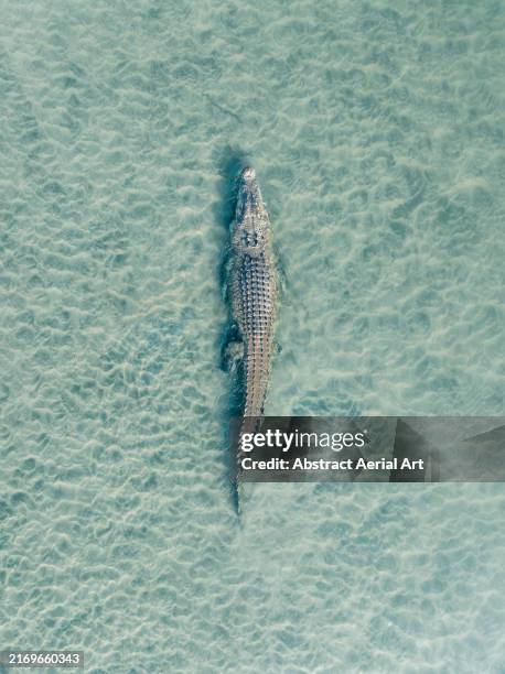 saltwater crocodile crawling in shallow water on the ord river photographed from a drone perspective, the kimberley, western australia, australia - crocodile stock pictures, royalty-free photos & images
