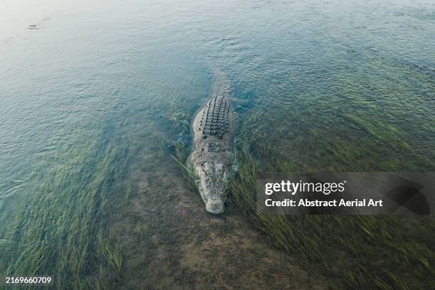 aerial image in front of a large saltwater crocodile resting in the reeds of the ord river, kununurra, the kimberley, western australia, australia - krokodillenfamilie stockfoto's en -beelden