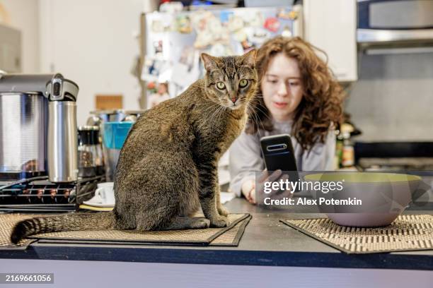 cat refusal to eat: striped cat is perched on the kitchen table near the bowl, declining its meal. - negeren stockfoto's en -beelden