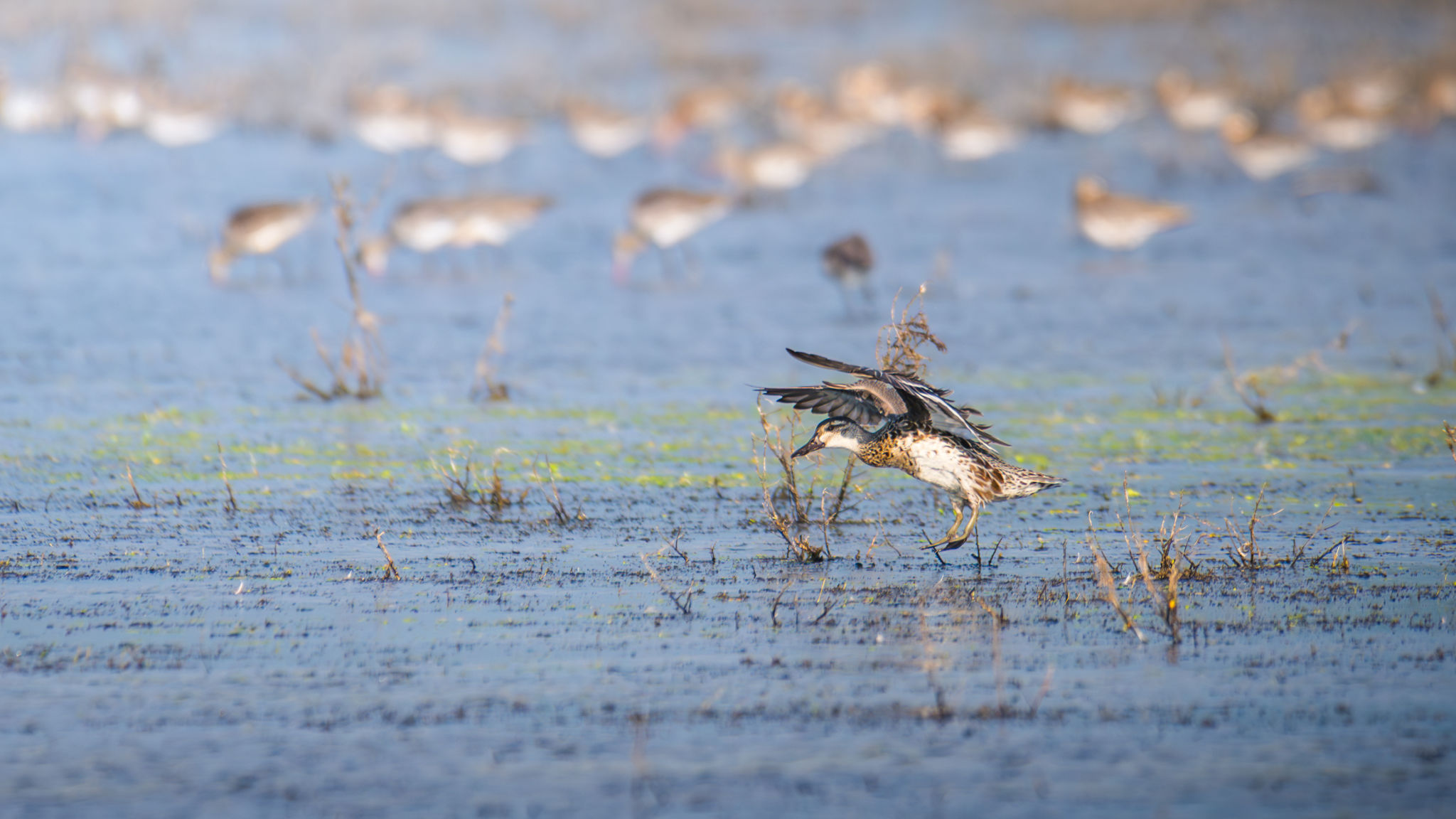 bird watching sri lanka