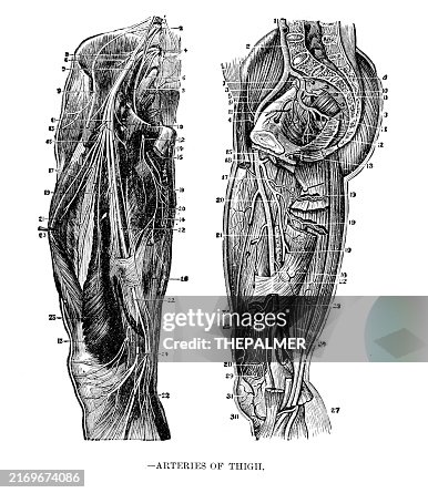 Arteries of the thigh - Anatomy human print 1887 Arteries of the thigh - Anatomy human print 1887