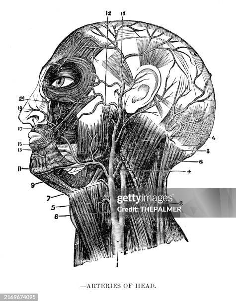 stockillustraties, clipart, cartoons en iconen met arteries of head - anatomy human print 1887 - menselijke slagader