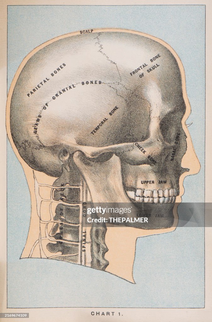Bones of the skull - Anatomy human print 1887