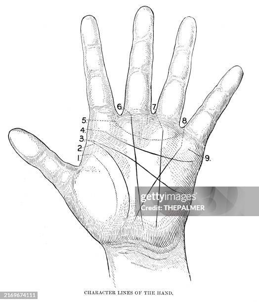 Line Rascetta Anatomy 6,072 Human Hand Anatomy Stock Photos, High-Res Pictures, and Images ...
