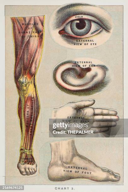 auge, ohr, hand und fuß - anatomie menschlicher druck 1887 - menschliches körperteil stock-grafiken, -clipart, -cartoons und -symbole