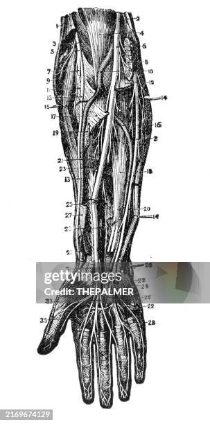 menschlicher arm und hand - anatomie menschlicher abdruck 1887 - physiologie stock-grafiken, -clipart, -cartoons und -symbole
