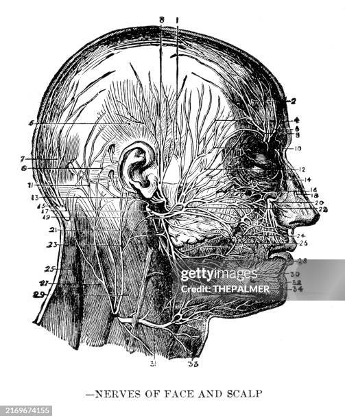 nerven des gesichts und der kopfhaut - anatomie menschlicher abdruck 1887 - physiologie stock-grafiken, -clipart, -cartoons und -symbole