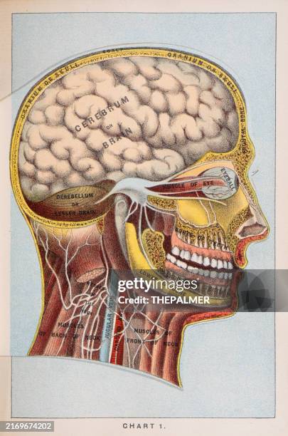 ilustraciones, imágenes clip art, dibujos animados e iconos de stock de el cerebro - anatomía impresión humana 1887 - ilustración biomédica