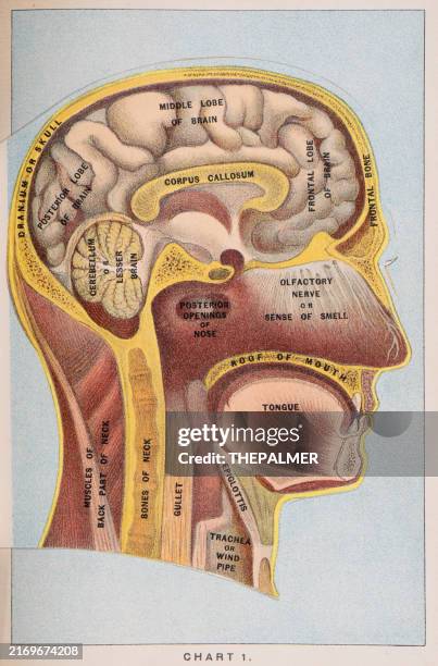 the brain - anatomy human print 1887 - parietal pleura stock illustrations