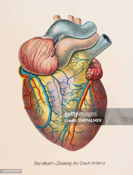 das herz - anatomie menschendruck 1887 - physiologie stock-grafiken, -clipart, -cartoons und -symbole