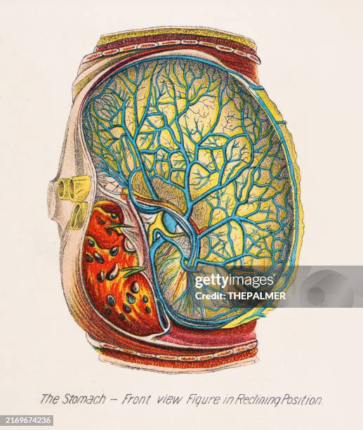 ilustraciones, imágenes clip art, dibujos animados e iconos de stock de el estómago - anatomía impresión humana 1887 - ilustración biomédica